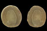 Fossil Jellyfish (Essexella) In Ironstone, Pos/Neg - Illinois #120909-2